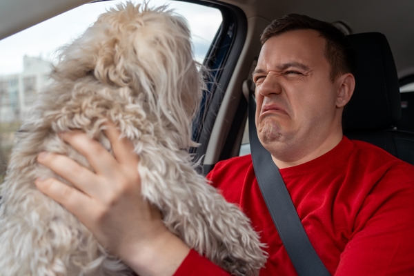 Homme et son chien, à l'intérieur d'une voiture dérangé par les mauvaises odeurs. Comment supprimer les mauvaises odeurs de la voiture